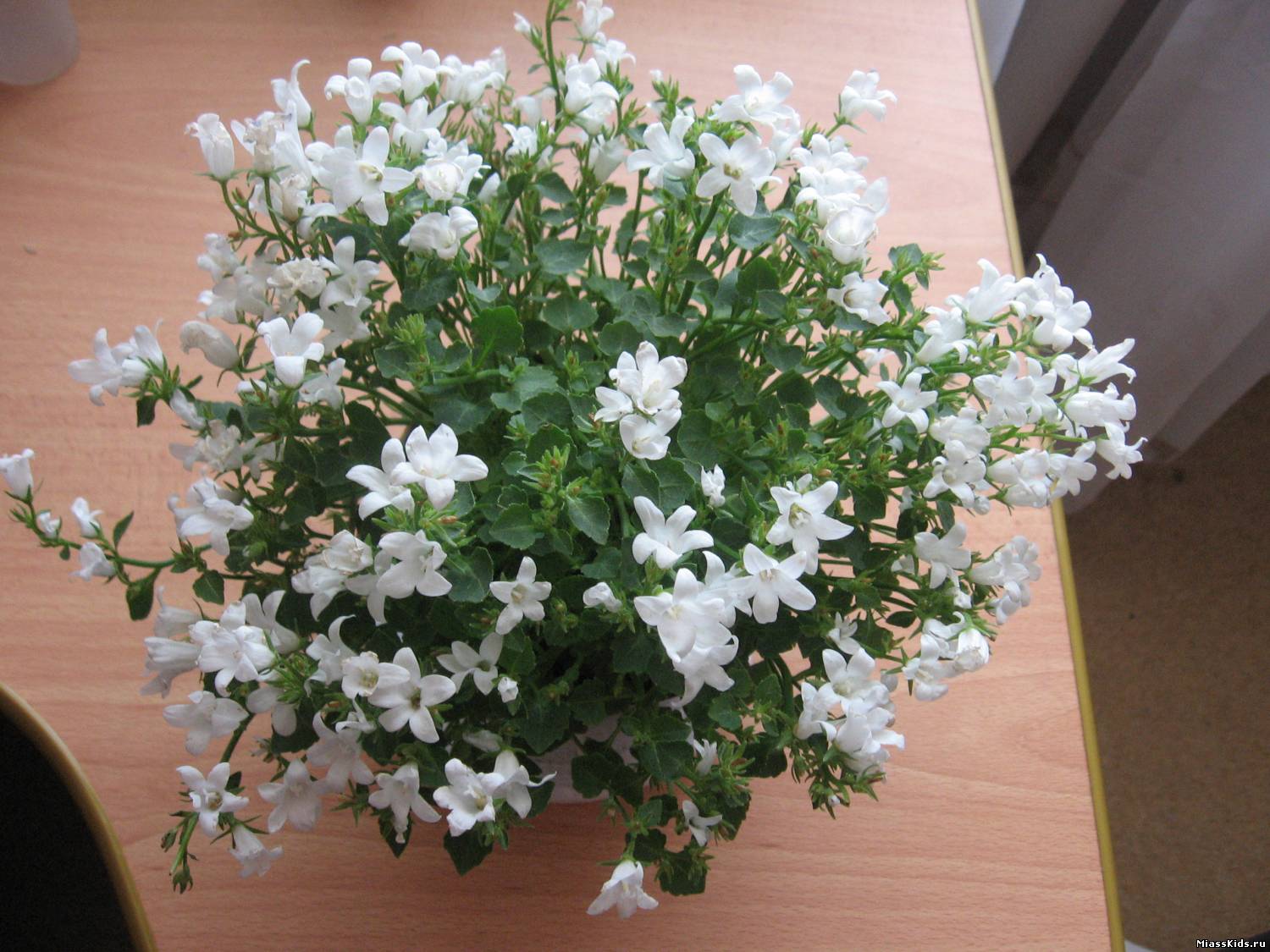 Цветок Комнатный С Белыми Цветами Мелкими